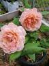 State of Grace rose photo