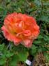 Rio Samba ™ rose photo