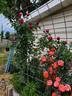 Red Eden ™ rose photo