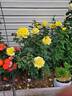 Sunbright ® rose photo