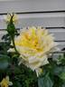 New Day rose photo