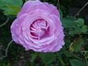Mrs. John Laing rose photo