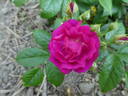 Purple Siluetta rose photo