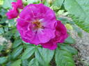 Purple Siluetta rose photo