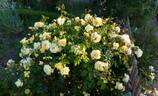 Northern Yellow rose photo
