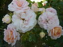 Matthias Claudius rose photo