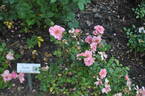 Chaz Baz rose photo