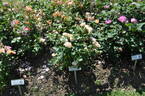 Apricot Blush rose photo