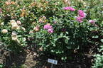Border Queen rose photo