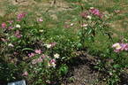 Jumping Jack rose photo