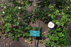 Delight (shrub, Kawai rose photo