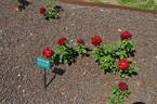 Kasuya no Sato rose photo