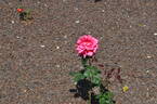 Red Hiroshima rose photo