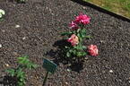Asagumo rose photo