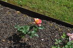 French Perfume rose photo