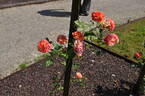 Matsuri rose photo