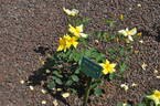 Ama-no-Gawa rose photo