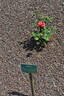 Cha-Cha rose photo