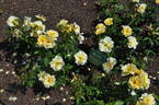 Kinrenpo rose photo