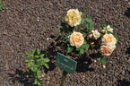 Emi rose photo