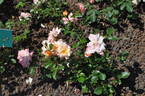 Famy rose photo
