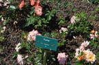 Famy rose photo