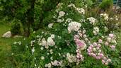 Bee's Paradise rose photo