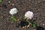 Lake Kayoichou rose photo