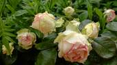 Biedermeier ® rose photo