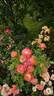 Briosa ® rose photo
