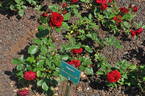 Kurochō rose photo