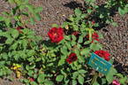 Kuroshinju rose photo