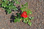 Kibō rose photo