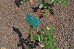 Kibō rose photo