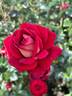 Monte Carlo Country Club rose photo