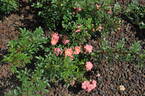 Hanami-Gawa rose photo