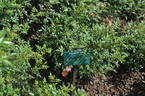 Hanami-Gawa rose photo