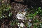 Garasha rose photo