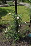 Garasha rose photo