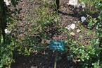 Garasha rose photo
