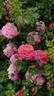 Christopher Marlowe rose photo