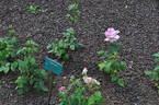 Hatsukari rose photo
