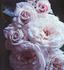 Old Fashioned Girl rose photo