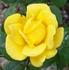 Pacific Serenade ™ rose photo
