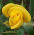 Pacific Serenade ™ rose photo
