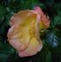Radway Sunrise rose photo