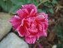 Banner rose photo
