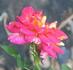 Bright Lights rose photo