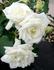 September Mourn ™ rose photo