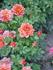 Sandalwood rose photo